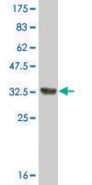 Monoclonal Anti-PRELP antibody produced in mouse clone 3H1, ascites fluid