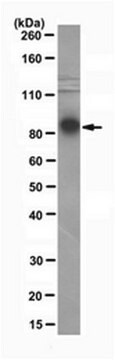 Anti-Ago2 Antibody, clone 11A9 clone 11A9, from rat