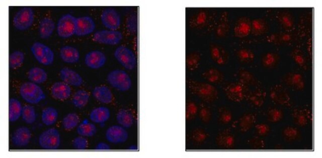 Anti-Tet2 Antibody from rabbit, purified by affinity chromatography