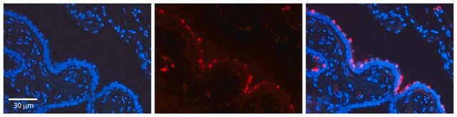 Anti-STAT3 antibody produced in rabbit affinity isolated antibody