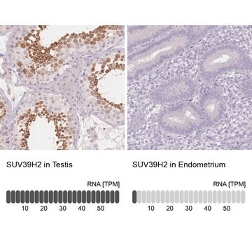 Anti-SUV39H2 antibody produced in rabbit Prestige Antibodies&#174; Powered by Atlas Antibodies, affinity isolated antibody, buffered aqueous glycerol solution