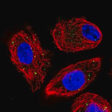 Anti-CLCN4 antibody produced in rabbit Prestige Antibodies&#174; Powered by Atlas Antibodies, affinity isolated antibody