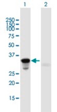 Anti-HOXA9 antibody produced in mouse purified immunoglobulin, buffered aqueous solution