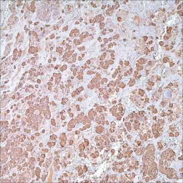 GH Rabbit Polyclonal Antibody