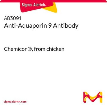 Anti-Aquaporin 9 Antibody Chemicon&#174;, from chicken