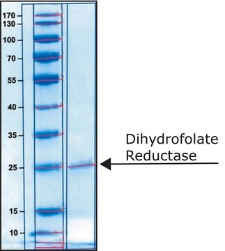 Dihydrofolate Reductase human &#8805;80% (SDS-PAGE), recombinant, expressed in E. coli, &#8805;1&#160;units/mg protein