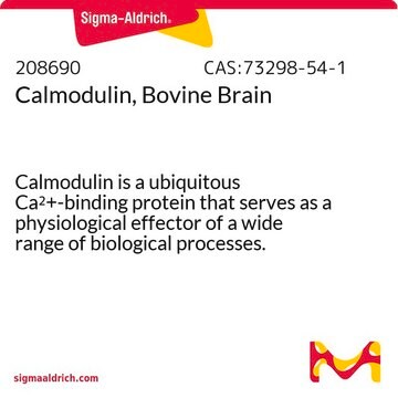 Calmodulin, Bovine Brain Calmodulin is a ubiquitous Ca2+-binding protein that serves as a physiological effector of a wide range of biological processes. Purified from bovine brain.