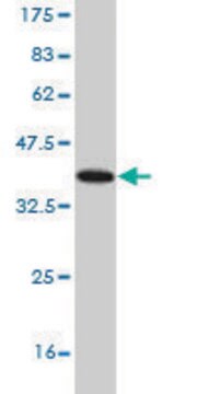 Monoclonal Anti-NLGN3 antibody produced in mouse clone 2A6, purified immunoglobulin, buffered aqueous solution