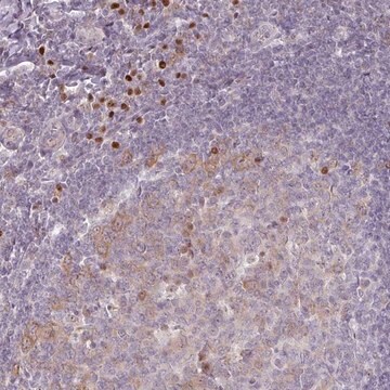 Anti-ZBTB6 antibody produced in rabbit Prestige Antibodies&#174; Powered by Atlas Antibodies, affinity isolated antibody, buffered aqueous glycerol solution