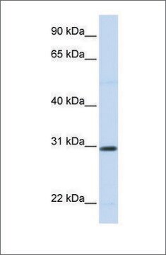 Anti-STC1 antibody produced in rabbit affinity isolated antibody