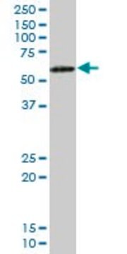 Anti-ICAM2 antibody produced in mouse purified immunoglobulin, buffered aqueous solution