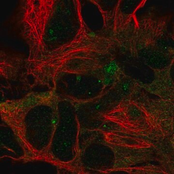 Anti-DYNC1LI2 antibody produced in rabbit Prestige Antibodies&#174; Powered by Atlas Antibodies, affinity isolated antibody