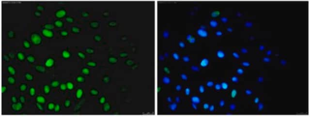 Anti-Nuclei Antibody, clone 235-1, Alexa Fluor&#8482; 488 conjugate clone 235-1, from mouse, ALEXA FLUOR&#8482; 488