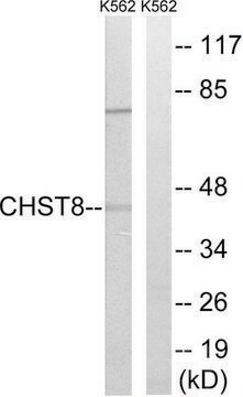 Anti-CHST8 antibody produced in rabbit affinity isolated antibody