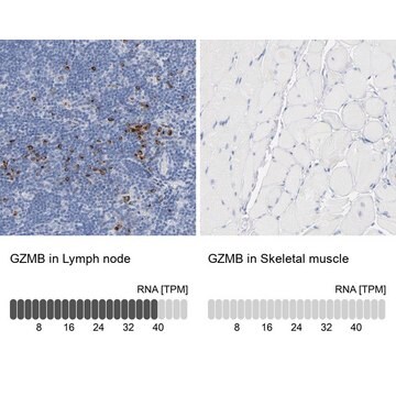 Anti-GZMB antibody produced in rabbit Prestige Antibodies&#174; Powered by Atlas Antibodies, affinity isolated antibody, buffered aqueous glycerol solution