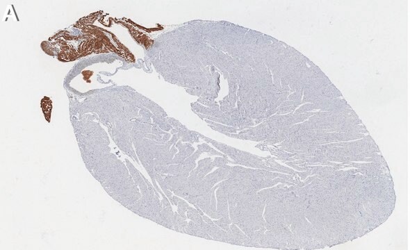 Anti-Sarcolipin Antibody, clone 1E10 ZooMAb&#174; Rabbit Monoclonal recombinant, expressed in HEK 293 cells