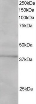 Anti-SAE1/AOS1 antibody produced in goat affinity isolated antibody, buffered aqueous solution