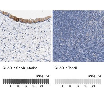 Anti-CHAD antibody produced in rabbit affinity isolated antibody, buffered aqueous glycerol solution