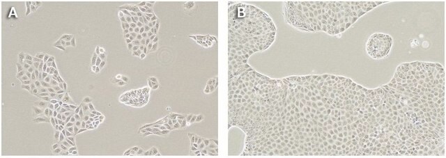 MDCKII canine MDR1 KO, human MDR1 Expressing Cells