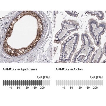 Anti-ARMCX2 antibody produced in rabbit Prestige Antibodies&#174; Powered by Atlas Antibodies, affinity isolated antibody, buffered aqueous glycerol solution