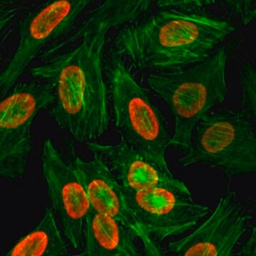 Anti-Dimethyl Histone H3 (Lys9) antibody, Rabbit monoclonal recombinant, expressed in HEK 293 cells, clone RM151, purified immunoglobulin