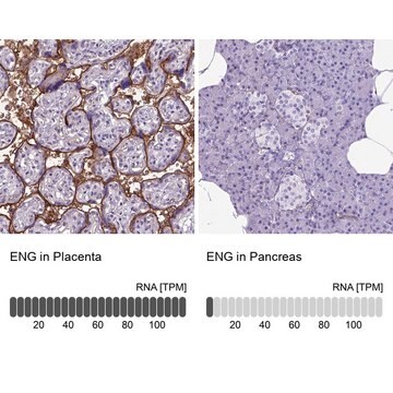 Anti-ENG antibody produced in rabbit Prestige Antibodies&#174; Powered by Atlas Antibodies, affinity isolated antibody, buffered aqueous glycerol solution