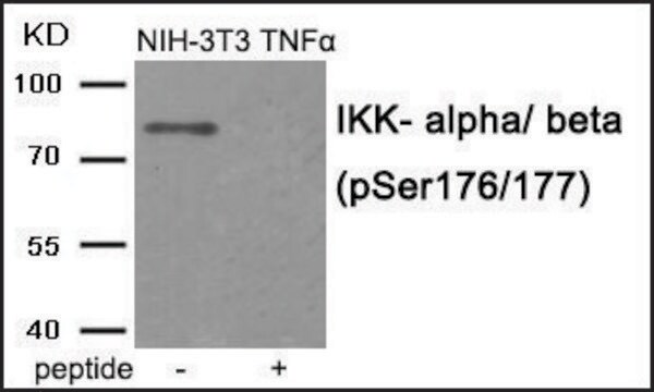 Anti-phospho-IKK-&#945;/&#946; (pSer176/177) antibody produced in rabbit affinity isolated antibody