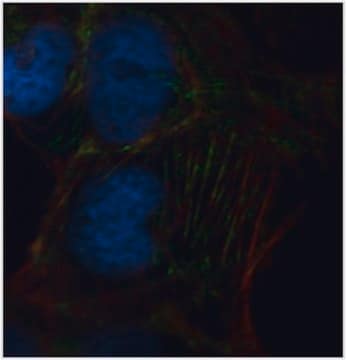 Anti-Septin-9 Antibody, clone 10C10 clone 10C10, from mouse