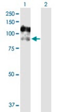 Anti-CSF3R antibody produced in rabbit purified immunoglobulin, buffered aqueous solution