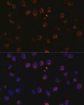 Anti-MyD88 antibody produced in rabbit