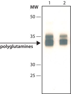 Anti-Polyglutamines antibody, Mouse monoclonal ~2&#160;mg/mL, clone 3B5H10, purified from hybridoma cell culture