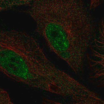 Anti-Phf1 Antibody Produced In Rabbit Prestige Antibodies&#174; Powered by Atlas Antibodies, affinity isolated antibody, buffered aqueous glycerol solution