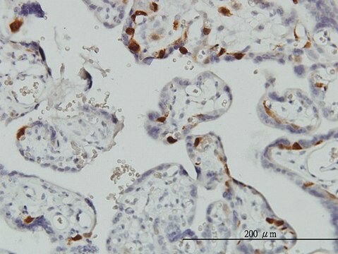 Monoclonal Anti-UBE2C antibody produced in mouse clone 9D3, purified immunoglobulin, buffered aqueous solution