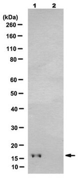 Anti-phospho Histone H3 (Thr32), clone 6C7G12 Antibody clone 6C7G12, from rat