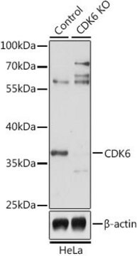 Anti-CDK6 antibody produced in rabbit