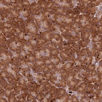 Anti-RPS28 antibody produced in rabbit Prestige Antibodies&#174; Powered by Atlas Antibodies, affinity isolated antibody, buffered aqueous glycerol solution