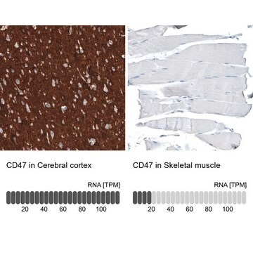 Monoclonal Anti-CD47 antibody produced in mouse Prestige Antibodies&#174; Powered by Atlas Antibodies, clone CL6913, purified immunoglobulin, buffered aqueous glycerol solution