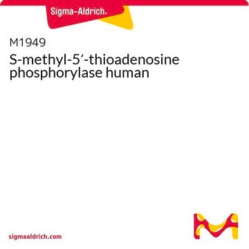 S-methyl-5&#8242;-thioadenosine phosphorylase human