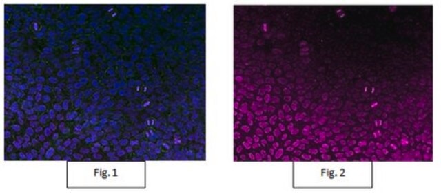 Anti-acetyl-Histone H3 Antibody, Alexa Fluor&#8482; 647 Conjugate from rabbit, ALEXA FLUOR&#8482; 647