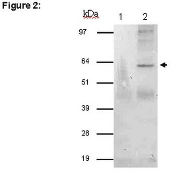 RIPAb+ STAU1 (Staufen 1)