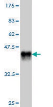 Monoclonal Anti-EDAR antibody produced in mouse clone 6C12, purified immunoglobulin, buffered aqueous solution