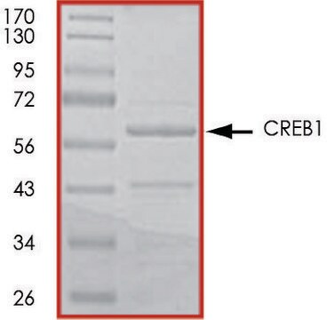 CREB1 (1-280), GST tagged from rat recombinant, expressed in E. coli, &#8805;70% (SDS-PAGE), buffered aqueous glycerol solution