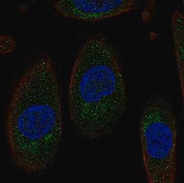 Anti-SLC3A1 antibody produced in rabbit Prestige Antibodies&#174; Powered by Atlas Antibodies, affinity isolated antibody