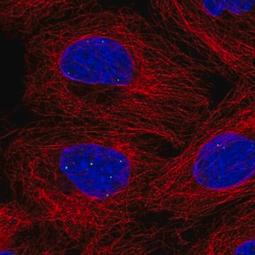 Anti-FBXL3 antibody produced in rabbit Prestige Antibodies&#174; Powered by Atlas Antibodies, affinity isolated antibody