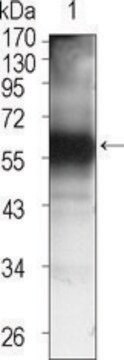 Monoclonal Anti-TEC antibody produced in mouse clone 3A5, ascites fluid