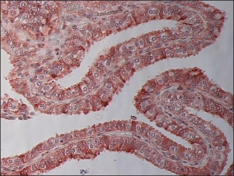 Anti-&#946;-Tubulin I antibody, Mouse monoclonal clone SAP.4G5, purified from hybridoma cell culture