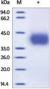 PD-L1/CD274/B7-H1 human recombinant, expressed in HEK 293 cells, &#8805;95% (SDS-PAGE)