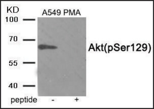 Anti-phospho-Akt (pSer129) antibody produced in rabbit affinity isolated antibody