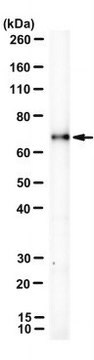 Anti-CFAP206 Antibody, clone ORF2-2A7