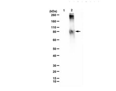 Anti-methylglutaryl-lysine from rabbit